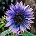 Foto Oce180anYLVUK Sonnenblumenkerne, 100 Stück/Beutel Sonnenblumenkerne Schöne Blüte Lustige Pflanzung Freundliche Bestäuber Landschaftsbau Balkon Sämlinge Für Sonnenblumenkerne Rezension