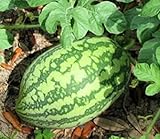 25 Florida Giant Watermelon Seeds | Non-GMO | Heirloom | Fresh Garden Seeds Photo, new 2024, best price $6.95 review