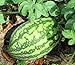 Photo 25 Florida Giant Watermelon Seeds | Non-GMO | Heirloom | Fresh Garden Seeds review