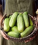 Burpee Pick-A-Bushel Pickling Cucumber Seeds 30 seeds Photo, new 2024, best price $5.74 ($0.19 / Count) review