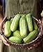Photo Burpee Pick-A-Bushel Pickling Cucumber Seeds 30 seeds review