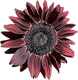 UtopiaSeeds Chocolate Cherry Sunflower Seeds - Beautiful Deep Red Sunflower Photo, new 2024, best price $9.99 ($49.95 / Ounce) review