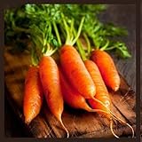 Little Finger Carrot Seeds | Heirloom & Non-GMO Carrot Seeds | Vegetable Seeds for Planting Outdoor Home Gardens | Planting Instructions Included Photo, new 2024, best price $6.95 review