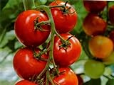 Tomate - Harzfeuer F1 Hybrid - legendär - platzfest - krankheitsresistent - 10 Samen Foto, neu 2024, bester Preis 1,95 € Rezension