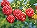 Photo 2 Joan J Raspberry Plants Everbearing review