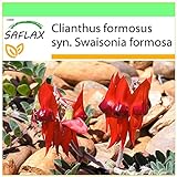 SAFLAX - Guisante del desierto de Sturt - 20 semillas - Clianthus formosus Foto, nuevo 2024, mejor precio 3,95 € revisión