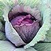Photo David's Garden Seeds Cabbage Red Acre 5423 (Purple) 100 Non-GMO, Heirloom Seeds review
