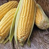 Honey Select Yellow Sweet Corn Seeds, 50+ Heirloom Seeds Per Packet, (Isla's Garden Seeds), Non GMO Seeds, 90% Germination Rates, Botanical Name: Zea Mays Photo, new 2024, best price $6.75 ($0.14 / Count) review