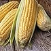 Photo Honey Select Yellow Sweet Corn Seeds, 50+ Heirloom Seeds Per Packet, (Isla's Garden Seeds), Non GMO Seeds, 90% Germination Rates, Botanical Name: Zea Mays review