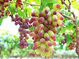 30PCS Rare Finger Grape Seeds Advanced Fruit Seed Natural Growth Grape Delicious Photo, new 2024, best price $7.99 ($0.27 / Count) review