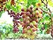 Photo 30PCS Rare Finger Grape Seeds Advanced Fruit Seed Natural Growth Grape Delicious review
