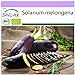 Foto SAFLAX - Ecológico - Berenjena - Púrpura Larga - 20 semillas - Solanum melongena revisión