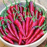 Burpee Dragon Cayenne Hot Pepper Seeds 25 seeds Photo, new 2024, best price $9.23 ($0.37 / Count) review
