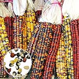 Benoon Mais-Samen, 1 Beutel Maisohren, nicht-GVO, bunt, Glas, Maissamen für Botaniker, gemischte Farben, Maissamen Foto, neu 2024, bester Preis 11,07 € Rezension