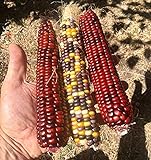 20 Graines de rare Maïs: Multicolor Fiesta et Rouge Strawberry Photo, nouveau 2024, meilleur prix 11,99 € examen