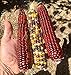 Photo 20 Graines de rare Maïs: Multicolor Fiesta et Rouge Strawberry examen