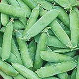 Burpee Wando (Shelling) Pea Seeds 225 seeds Photo, new 2024, best price $7.21 review