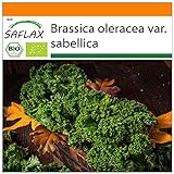 SAFLAX - Ecológico - Col rizada - Invierno Westland - 70 semillas - Brassica oleracea Foto, nuevo 2024, mejor precio 3,95 € revisión