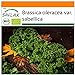 Foto SAFLAX - Ecológico - Col rizada - Invierno Westland - 70 semillas - Brassica oleracea revisión