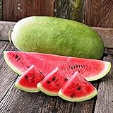 NIKA SEEDS - Fruit Watermelon Charleston Grey Green - 20 Seeds Photo, new 2024, best price $8.95 ($0.45 / Count) review