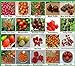Foto Tomaten Set 2 : TOP Qualität Saatgut aus Deutschland, 20 Sorten, Ohne Gentechnik, 100% samenfest, Tomate Fleischtomate Cherrytomate, Sammlung von Raritäten Rezension