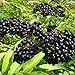 Photo American Elderberry Seeds - 50 Seeds to Plant - Sambucus - Non-GMO Seeds, Grown and Shipped from Iowa. Made in USA review