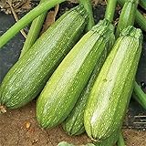 Grey Zucchini Squash Seeds | Mexican Gray Calabacita Summer Courgette Kousa / 20 Seeds by OrginBud Photo, new 2024, best price $10.20 review