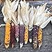 Foto Semillas de maíz, 1 bolsa de semillas de maíz fáciles de producir semillas de maíz de jardín coloridas y nutritivas para plantar al aire libre revisión
