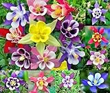 200+ Columbine McKana Giants Flower Seeds, Perennial, Aquilegia caerulea, Colorful, Attracts Bees and Hummingbirds! from USA Photo, new 2024, best price $5.79 ($0.03 / Count) review