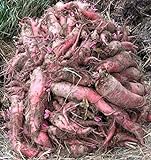 Red Mangel Mammoth Beet Seeds for Fodder or Survival Giant Up to 15 LB! 311C (1500 Seeds, or 1 oz) Photo, new 2024, best price $9.79 review