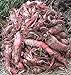 Photo Red Mangel Mammoth Beet Seeds for Fodder or Survival Giant Up to 15 LB! 311C (1500 Seeds, or 1 oz) review