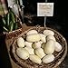 Photo Dragon Eggs Seeds for Planting - 20 Seeds - White Cucumber Seeds - Ships from Iowa, USA review