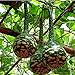 Foto Semillas de calabaza para plantar,Calabazas para crecer,Lagenaria Siceraria,Semillas de siceraria,Botella de mezcla de semillas de calabaza-5 PCS revisión