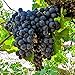 Photo 50+ Fresh Delicious Black Grape Round Variety Seeds review