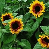 25+ Seeds (BTL) Sunflower : Pro Cut Bicolor Sunflower Fresh Photo, new 2024, best price $26.00 review