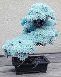 10 PCS ciel rare graines de sakura bleu bonsaï fleurs graines d'arbres de fleur plantes Bonsai Cherry Blossoms graines de cerisier pour la maison et le jardin Photo, nouveau 2024, meilleur prix 3,95 € examen