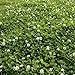 Photo Outsidepride White Dutch Clover Seed: Nitro-Coated, Inoculated - 5 LBS review