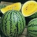 Photo David's Garden Seeds Fruit Watermelon Yellow Petite 9832 (Yellow) 25 Non-GMO, Heirloom Seeds review