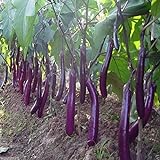 Long Purple Eggplant Seed for Planting | 150+ Seeds | Non-GMO Exotic Heirloom Vegetables | Great Gardening Gift Photo, new 2024, best price $7.98 review