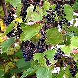 Wild Grape Vine Seeds (Vitis riparia) Packet of 10 Seeds Photo, new 2024, best price $8.97 ($0.90 / Count) review