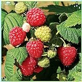 Fruit Plant Seeds 200+ Raspberry Seeds Bare Root Plants - All Season Collection Photo, new 2024, best price $7.99 review