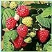 Photo Fruit Plant Seeds 200+ Raspberry Seeds Bare Root Plants - All Season Collection review