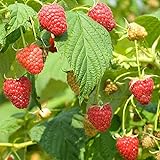 Red Raspberry Seeds (Rubus idaeus) Packet of 50 Seeds Photo, new 2024, best price $7.97 review