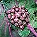 Foto Mil-dirigido la nave libre de la púrpura de semillas de col coles de Bruselas col Mini semillas de plantas hortícolas - 40 semillas revisión