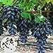 Foto Samen für Pflanzen, 100 Stück schwarze Finger Traubenkerne leckere Obstpflanze Garten Bonsai Dach Dekor – Traubensamen Rezension