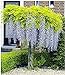 Foto BALDUR Garten Blauregen auf Stamm winterhartes Stämmchen, 1 Pflanze Wisteria sinensis Glycinie Zierstämmchen Rezension