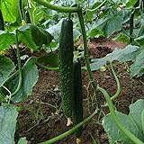 50Pcs High Yielding Cucumber Seeds for Planting Non-GMO Vegetable Seeds Garden Seed ,for Growing Seeds in The Garden or Home Vegetable Garden Photo, new 2024, best price $6.99 review