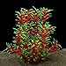 Photo QUMY Large Aquarium Plants Artificial Plastic Fish Tank Plants Decoration Ornament for All Fish 12.6 inch Tall 7.09 inch Wide (Wine Red) review