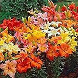 Asiatic Lilies Mix (10 Pack of Bulbs) - Freshly Dug Perennial Lily Flower Bulbs Photo, new 2024, best price $21.67 ($2.17 / Count) review