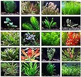 Texas Aquarium Plant Bundle - 20 Species Live Aquarium Plants Package Photo, new 2024, best price $64.88 ($3.24 / Count) review